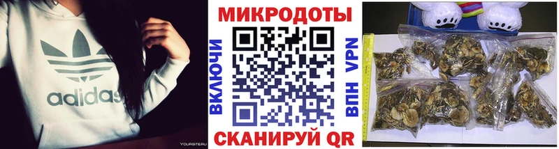 Галлюциногенные грибы MAGIC MUSHROOMS  Купить закладки  Лахденпохья 